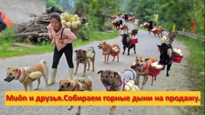 Muôn и друзья из Вьетнама. Собираем горные дыни на продажу.