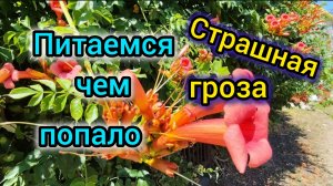 Страшная ГРОЗА/Как живём в ТАКИХ условиях/Тортилья/Володя ест ЦВЕТЫ/Море после ДОЖДЯ