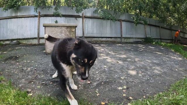 Первоуральский приют для собак. День открытых дверей.