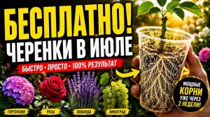 Хватит Тратить Деньги на Саженцы! 16 растений, которые нужно черенковать в Июле