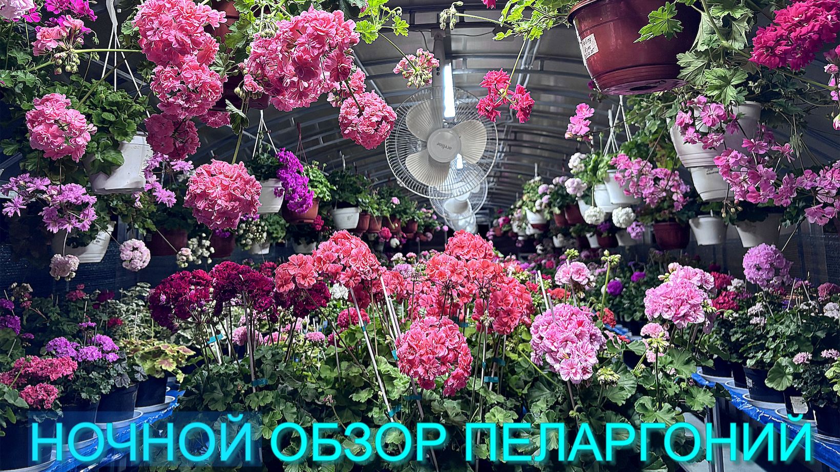 Ночной обзор цветения пеларгоний 3 июля 2026.