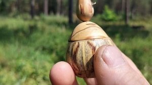 Шкатулка в июльском лесу на дубе