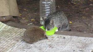 Ежи пришли из леса на запах кошачьего корма