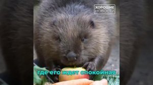 «Активные граждане» выберут имя бобрёнку из вотчины Деда Мороза