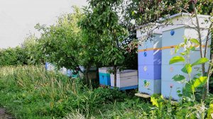 Обзор использования диафрагмы Дюкарева