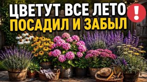 10 самых красивых многолетников для ленивых которые цветут все лето без полива