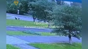 Легковушка сбила мать с двумя детьми в Калининграде: 3-летний мальчик погиб на месте, его годовалая