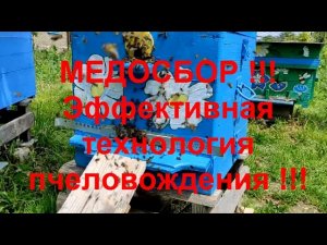 ИЗОЛЯЦИЯ МАТКИ НА МЕДОСБОР !!!  ДОЛГОЖИВУЩАЯ ПЧЕЛА НА МЕДОСБОРЕ !!! ЭНЕРГИЯ РОЕВОЙ ПЧЕЛЫ !!!