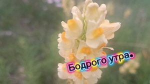 ХОРОШЕГО НАСТРОЕНИЯ🙏💕 ВАМ ДАРЮ С УТРА. НАСЛАЖДАЙТЕСЬ КАЖДЫМ МОМЕНТОМ. ПРОСТО☺✨ ВОСКРЕСЕНЬЕ🌞.