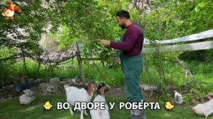 Содержание кур в домашних условиях и других птиц во дворе у Роберта 🐣🐤🦆🐔🪿🦃 (543)