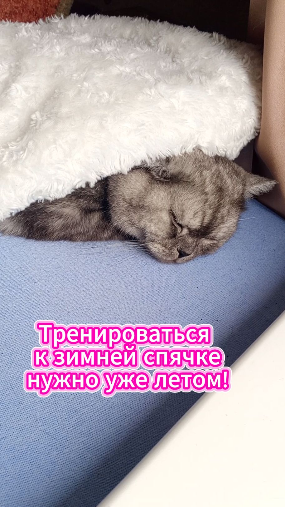 Готовь лежанку летом