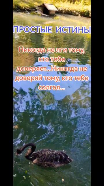 #shorts# Простые истины #рекомендации#защитнаямагия#подпишись#природа#лебеди#мудрость#жизнь#приметы