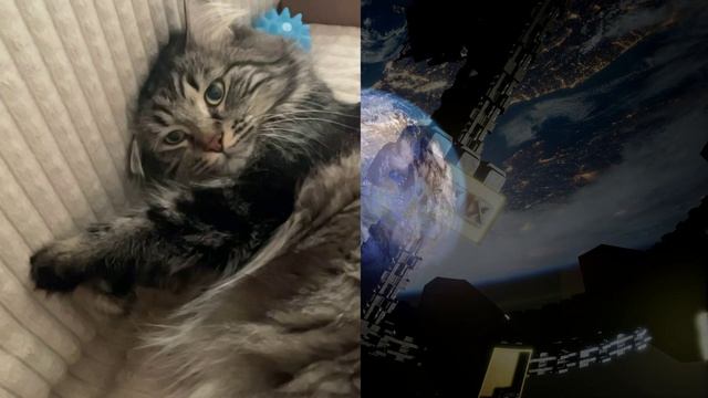 Кот на связи с космосом!!! смотреть онлайн