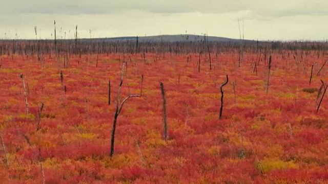 Art We There Yet/Путешествия по Аляске- Alaska to the Yukon The Most Breathtaking Views o смотреть онлайн
