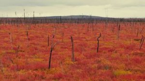 Art We There  Yet/Путешествия по Аляске- Alaska to the Yukon The Most Breathtaking Views o