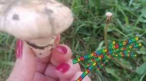 ОКОЛО ПОДЪЕЗДА РАСТУТ ОНИ. ДА ЭТО ШАМПИНЬОНЫ. ПРОСТО ВИДНО ЗЕМЛЯ. И ДОЖДИ☔ НО ВЕДЬ ИНТЕРЕСНО🤔💭.