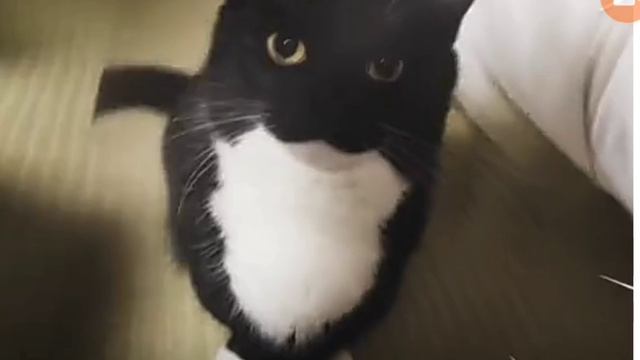 Cat edit смотреть онлайн
