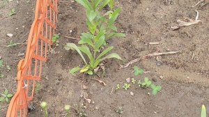СТРАННЫЕ ГОЛУБИ И МОЯ КЛУМБА 08-07-2026