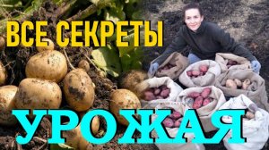 Выращивание картофеля. Борьба с колорадским жуком. Когда окучивать и выкапывать картофель