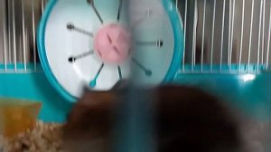 ALEXA W. Мой хомяк Шустрик 🐹 1