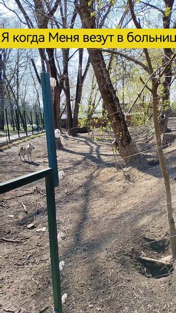 Мемчик