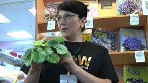 ДФ. Выращивание сенполий. О.Агафонова