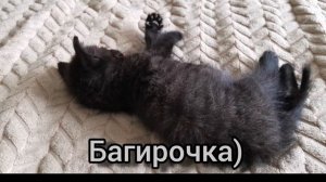 Багира