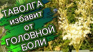 Таволга избавит от головной боли. Лекарственные растения ценные средства лечения