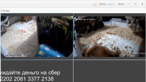 морская свинота зарабатывает тотоша бизнесмен