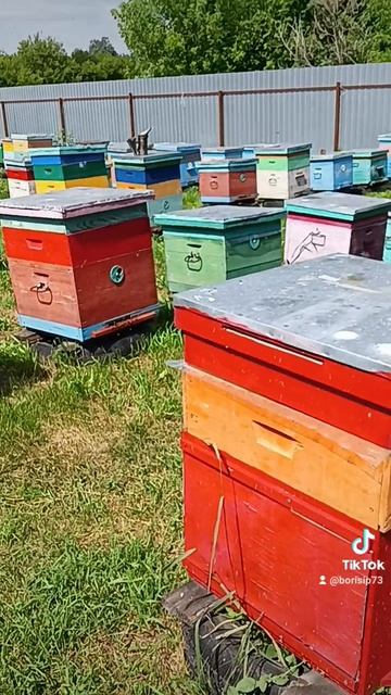 🐝🐝🐝🐝🐝🐝 смотреть онлайн