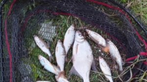 Сегодня вечерком немного порыбачил на фидер🎣 Клёв не очень, немножко половил белую рыбу на опарыша.