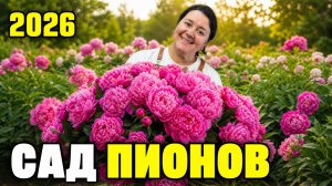 🌷Сад пионов на Алтае: море пионов, мост влюблённых и сад теней