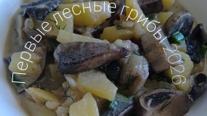 готовлю лесные грибы, первый урожай 2026