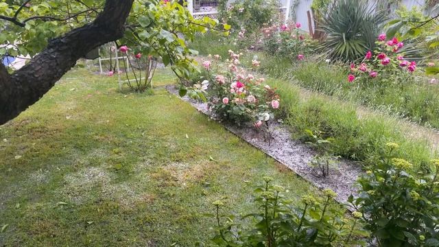 Весенняя гроза, град в Сочи. Букет из мокрых роз! смотреть онлайн