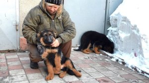 Милашки Жорик и Жаклин. ЩЕНКИ Длинношерстной немецкой овчарки 3 мес. Одесса. Украина.