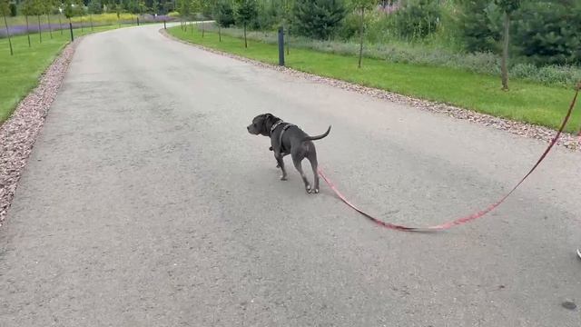 rutube.ru