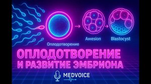 Оплодотворение и развитие плодного яйца — физиология беременности
