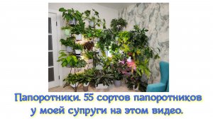 Папоротники. 55 сортов папоротников у моей супруги на этом видео.