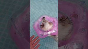 Снежок дрейфует на воде