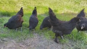 КОГО КУПИЛА В ХОЗЯЙСТВО Яйца Круглый Год