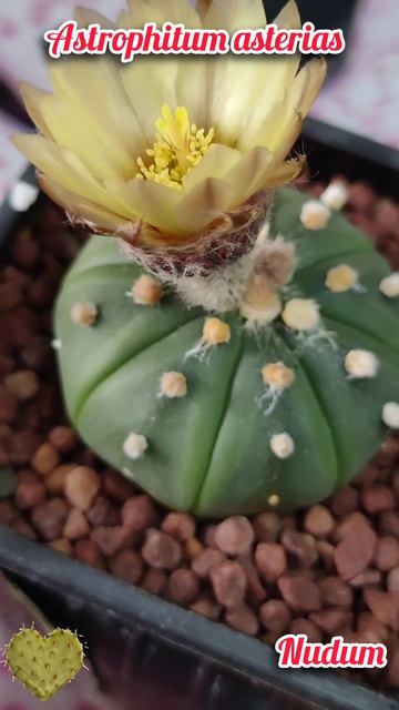 Astrophitum Asterias Nudum