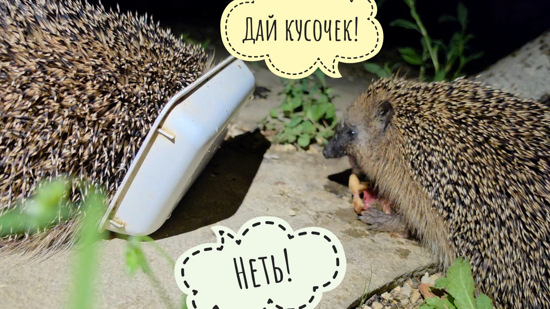 Ёжики соображают на троих. Третьему больше не накладывать! Очень скандальные животинки смотреть онлайн