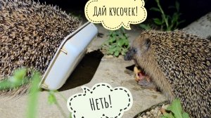 Ёжики соображают на троих. Третьему больше не накладывать! Очень скандальные животинки