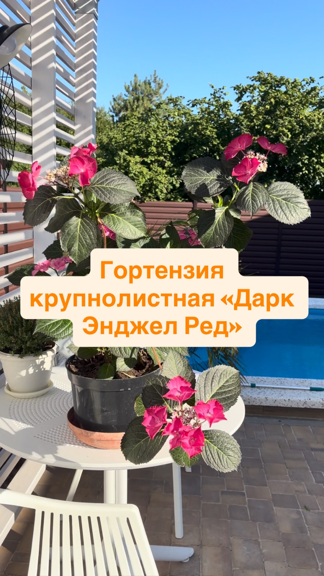 Гортензии