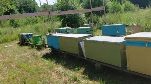 Завершил отбор рамок с мёдом. Жара под 30 не даёт работать после 10 часов