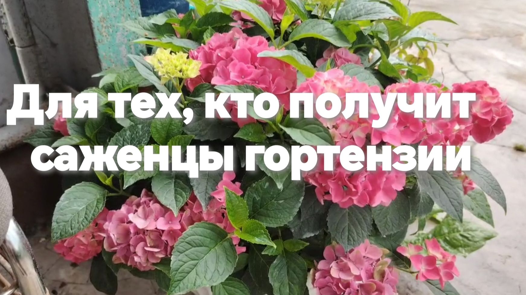 Получили саженцы гортензии что дальше смотреть онлайн