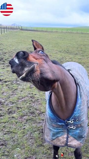 Stupid horses on the farm#funny #funnyvideo #horses #Foryou #farm(1)