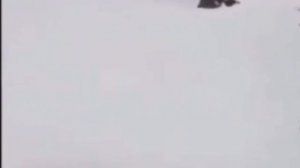 Собака ты куда