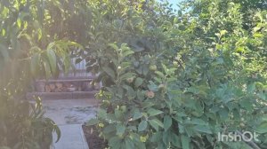 меня укусила саранча/цветы в моëм саду