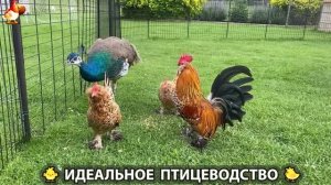 Идеальное птицеводство достойно восхищения 🐓🦆🦢🦚🦃🐔 эпизод (511)